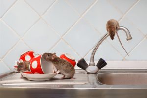 See Rodents in Your Property